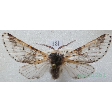 Furcula bicuspis (Borkhausen, 1790) male Widłogonka dwurożka Czech18l